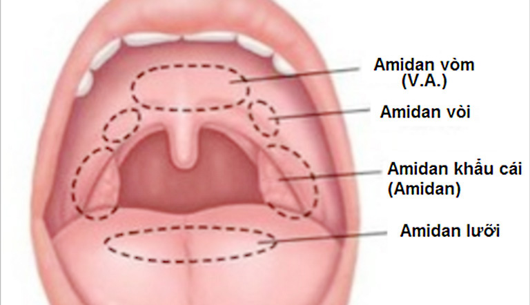 Cấu tạo amidan
