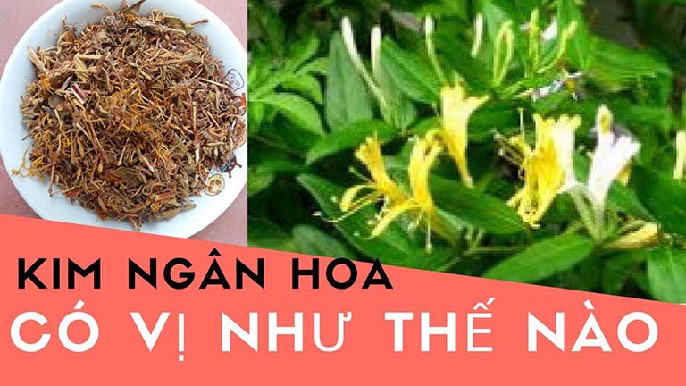 Bài thuốc chữa viêm xoang từ cây kim ngân hoa