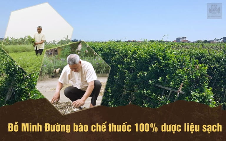 Các nguyên liệu trong bài thuốc chữa viêm họng hạt đều được hái tại vườn dược liệu sạch của nhà thuốc