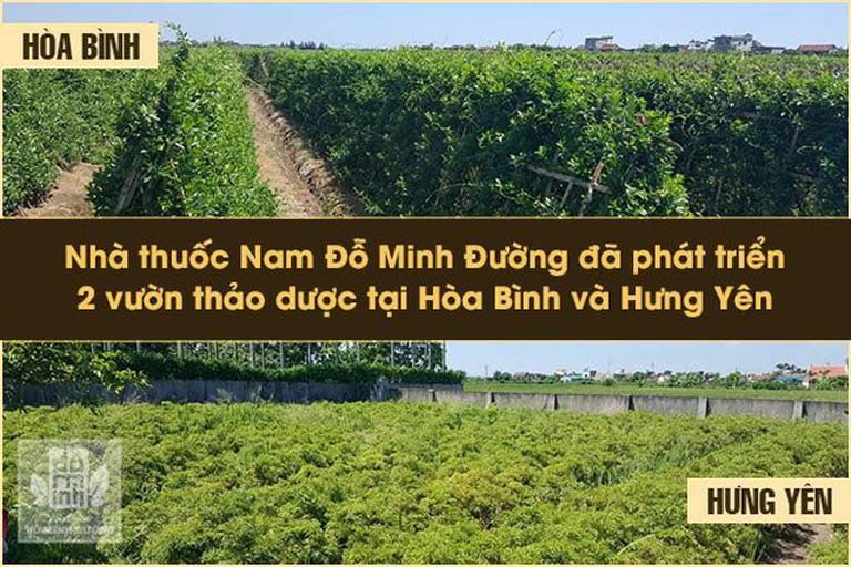 Vườn dược liệu sạch của nhà thuốc Đỗ Minh Đường