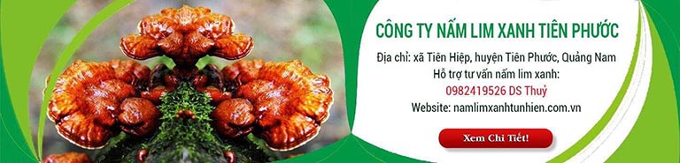 Banner nấm lim xanh tiên phước Quảng Nam