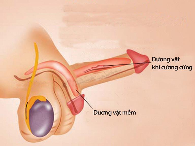 Rối loạn cương dương có gây vô sinh không? ảnh con cu, ảnh con cặc, ảnh dương vật