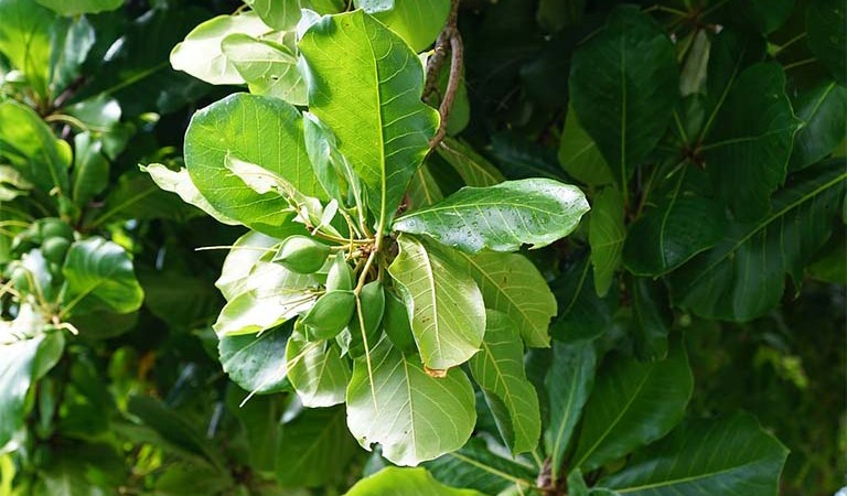 cách chữa viêm amidan bằng lá bàng