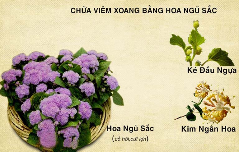 chữa viêm xoang bằng cây hoa ngũ sắc