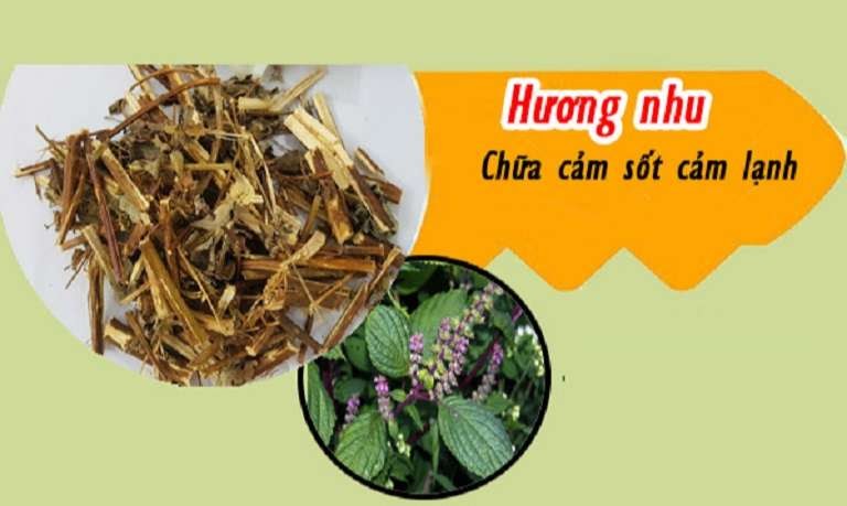 Dùng Hương Nhu giúp chữa cảm lạnh hiệu quả