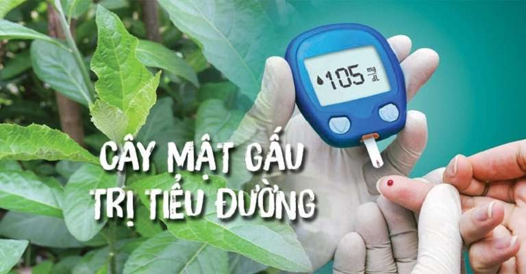 Cây Mật Gấu chữa bệnh đái tháo đường, tiểu đường