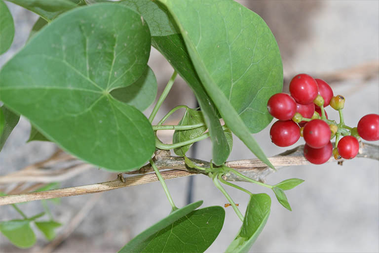 thuốc nam chữa thoái hóa cột sống