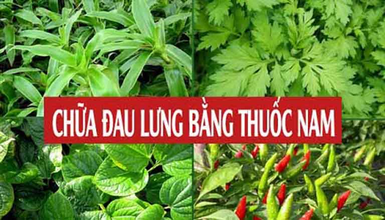 cây thuốc nam chữa trị đau lưng nhức mỏi