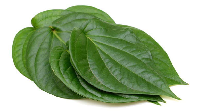 lá trầu không chữa bệnh tổ đỉa