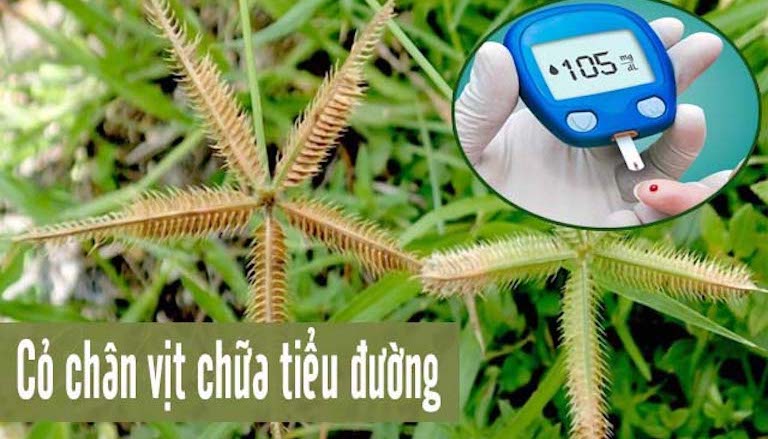 Cây cỏ chân vịt và cau giúp điều trị tiểu đường cực kỳ tốt