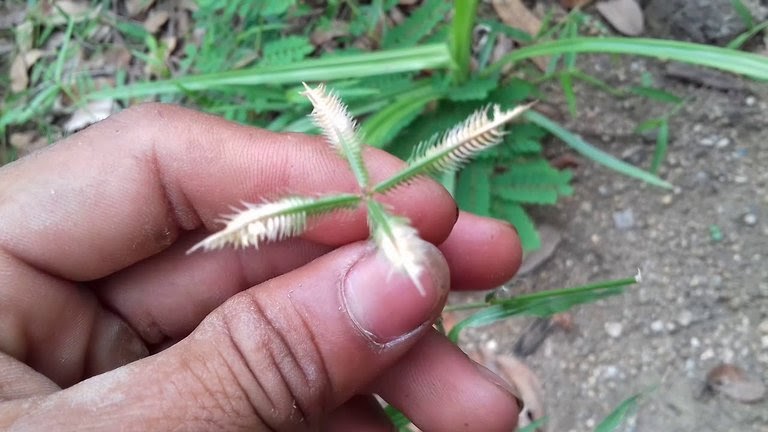 Cây chân vịt thường phân bố tại các nước có thời tiết nhiệt đới