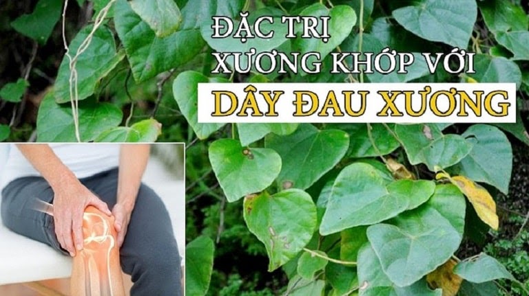 Cây đau xương có tác dụng chính chữa các bệnh liên quan đến xương khớp