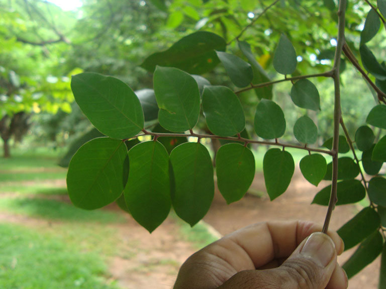 cách trị mề đay bằng lá khế