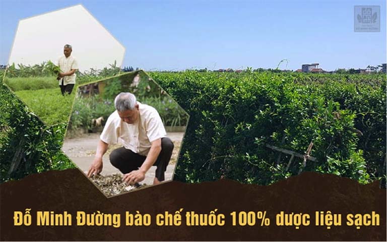 Dược liệu đỗ minh đường