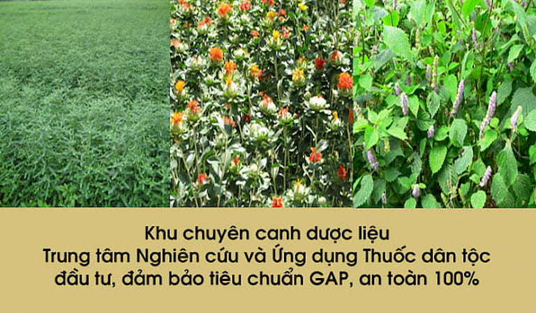 Ảnh chụp thực tế các loại thảo dược tại Vườn dược liệu Đông y của Trung tâm Thuốc dân tộc