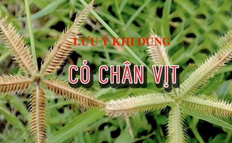 Khi sử dụng các bài thuốc từ cây cỏ chân vịt nên lưu ý một số điều