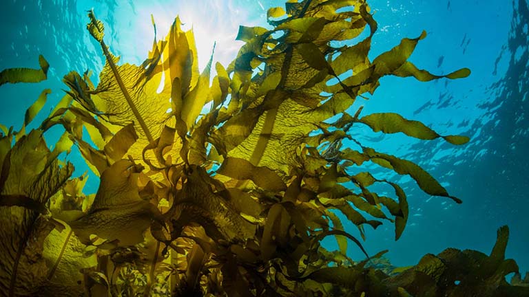 tảo biển có tác dụng gì