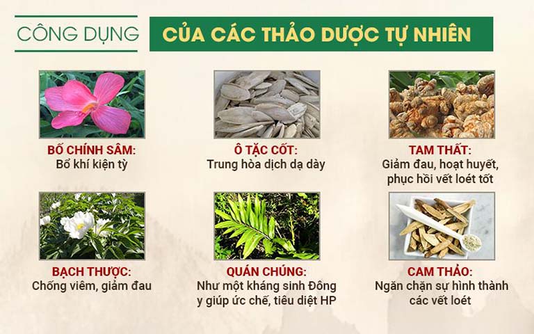 Thành phần thảo dược chính trong bài thuốc Sơ can Bình vị tán