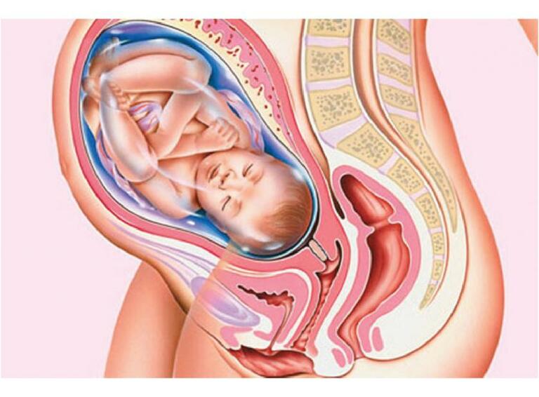 Trong bụng mẹ, thai nhi được bảo vệ nghiêm ngặt