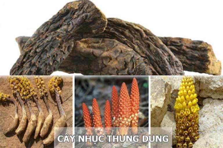 Người ta thường thu hái Nhục thung dung vào mùa xuân hoặc mùa thu