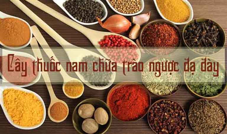 Cây thuốc nam chữa bệnh trào ngược dạ dày