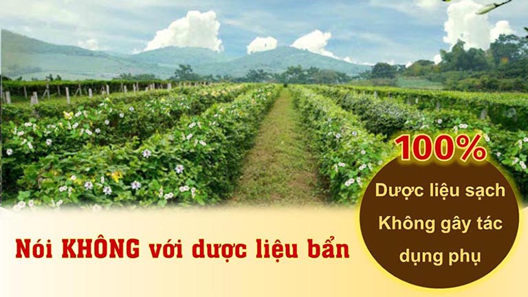 Thảo dược được thu hái từ vườn biệt dược đạt tiêu chuẩn GACP - WHO