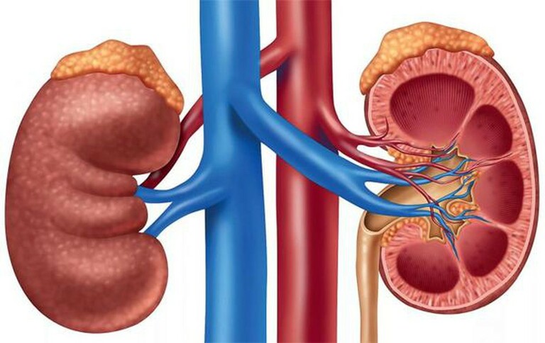 chức năng của thận và tuyến thượng thận