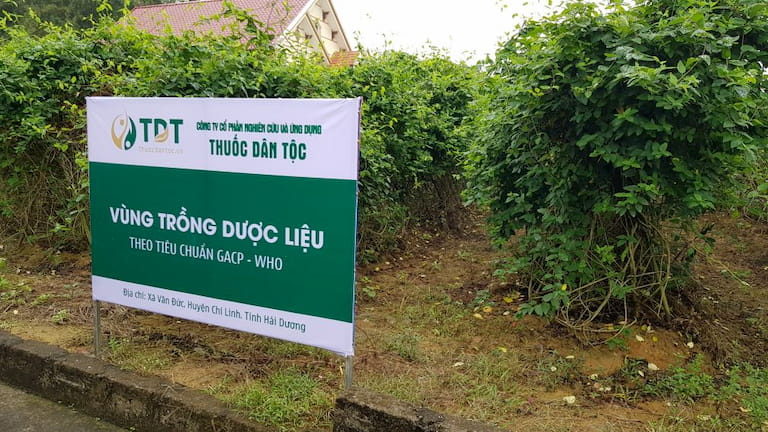 Hình ảnh 1 vườn dược liệu của Trung tâm Thuốc dân tộc tại xã Văn Đức, Chí Linh, Hải Dương