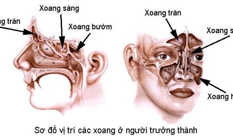 Xoang mũi là gì? Xoang mũi thường gặp các vấn đề nào?