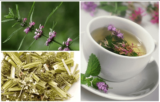 Ích Mẫu – Vị thuốc quý trị kinh nguyệt màu đen